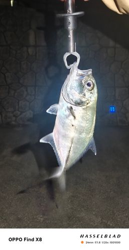 ギンガメアジの釣果