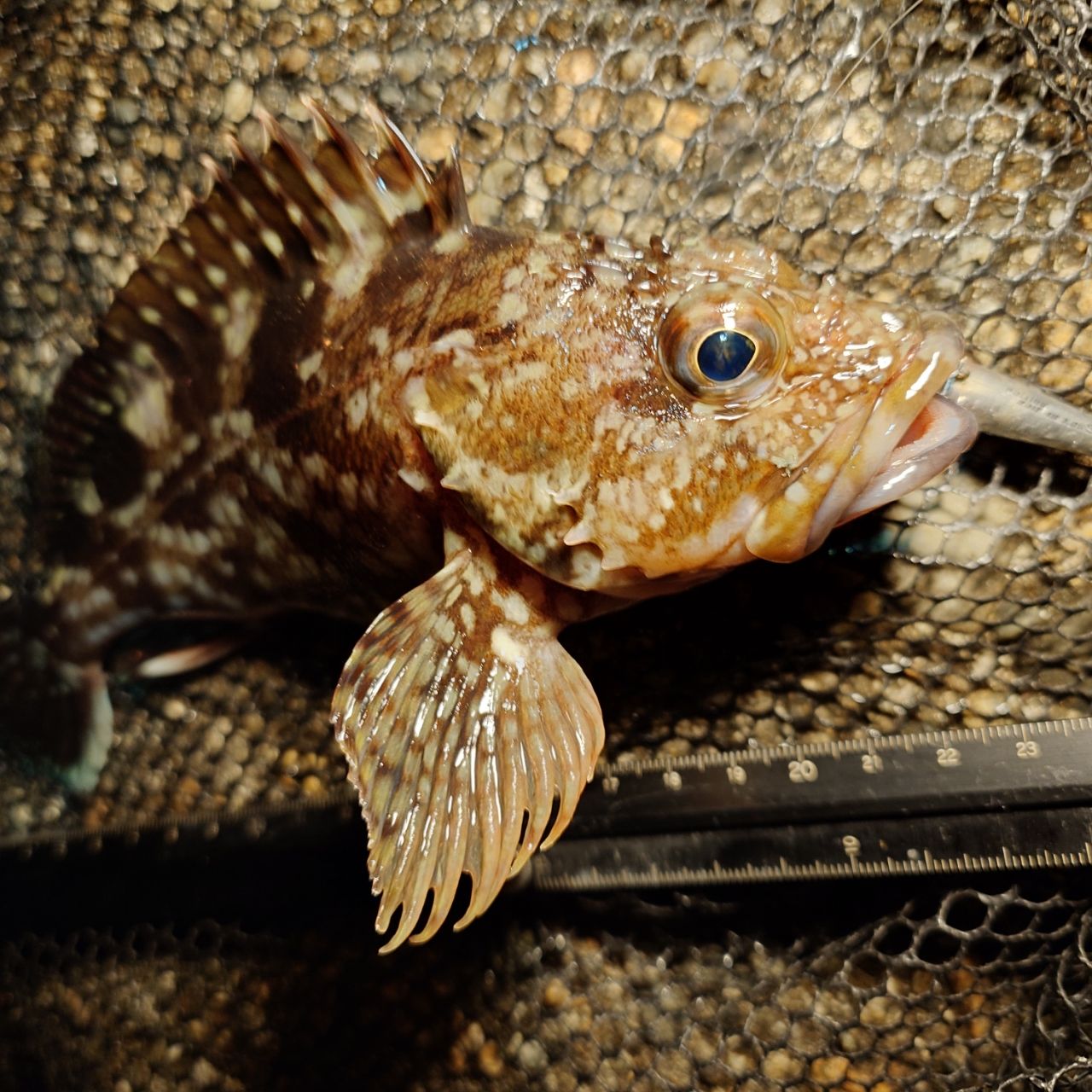 YGKよつあみ エックスブレイド タイラバーカスタムPE ボーンラッシュ