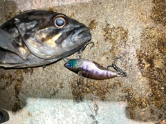 クロソイの釣果