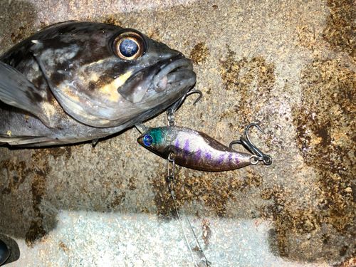 クロソイの釣果