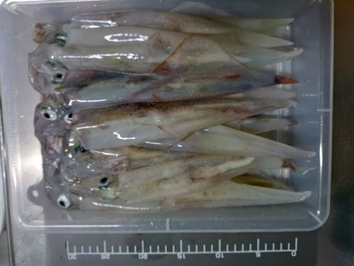 ヤリイカの釣果