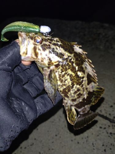 タケノコメバルの釣果