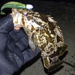 タケノコメバル