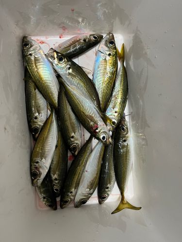 アジの釣果