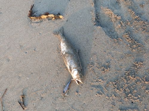 サクラマスの釣果