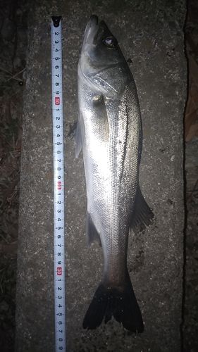 シーバスの釣果