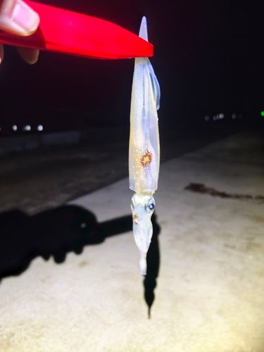 ヤリイカの釣果