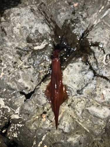 ヤリイカの釣果