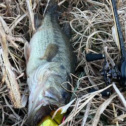 ラージマウスバス