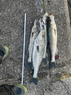 シーバスの釣果