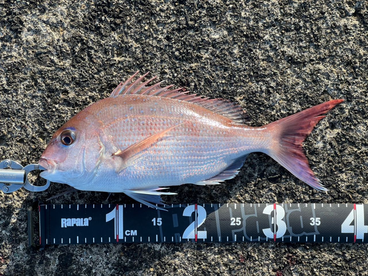 GCRAFT セブンセンスTR モンスターサーフリミテッドの最安値・インプレ