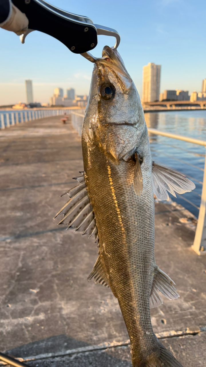 Jackson オーシャンゲート シーバス JOG-906M-K SeaBassの最安値