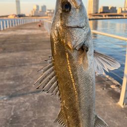 フッコ（マルスズキ）