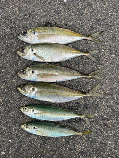 アジの釣果