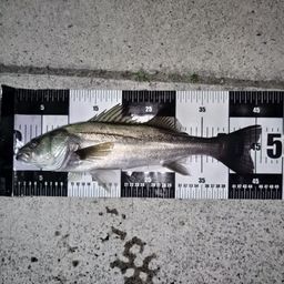 セイゴ（マルスズキ）