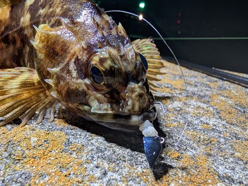 カサゴの釣果