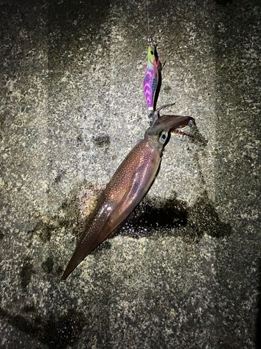 ヤリイカの釣果