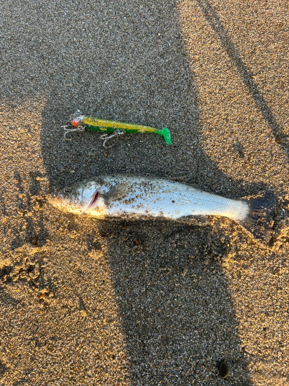 セイゴ（マルスズキ）