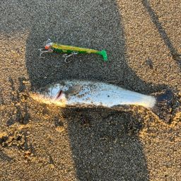 セイゴ（マルスズキ）