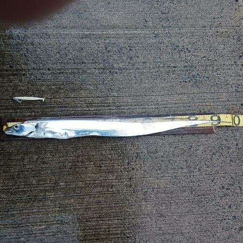 タチウオの釣果