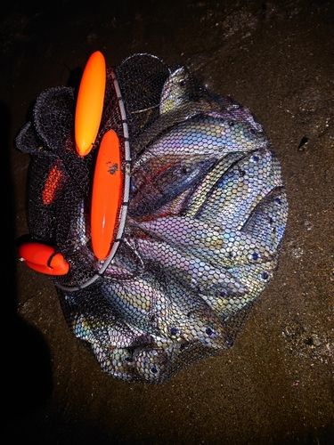 マアジの釣果