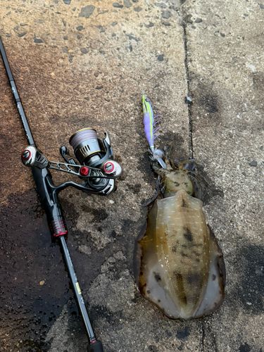 アオリイカの釣果