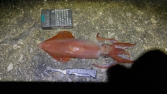 ヤリイカの釣果