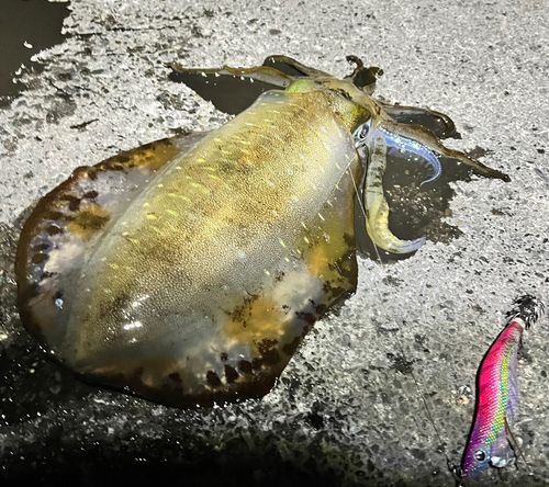 アオリイカの釣果