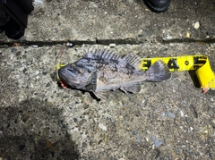 クロソイの釣果