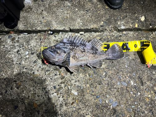 クロソイの釣果