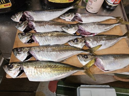 マアジの釣果