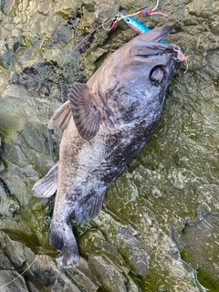 クロソイの釣果