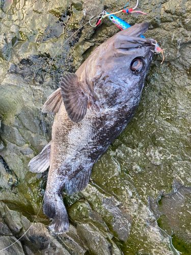 クロソイの釣果