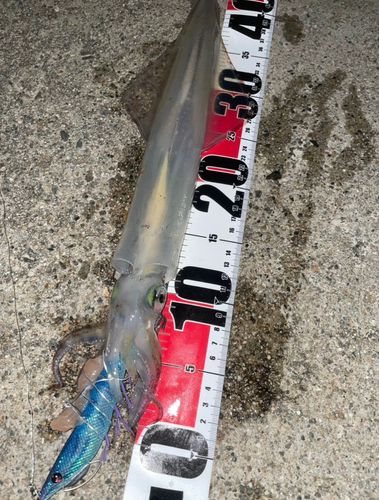 ヤリイカの釣果