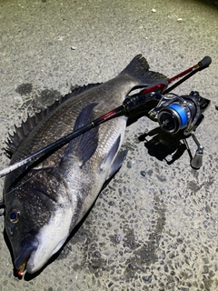 チヌの釣果