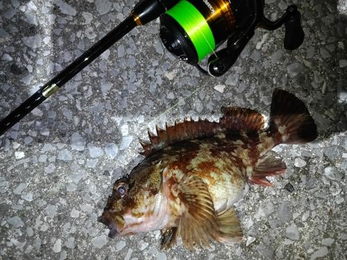 常滑りんくう釣り護岸