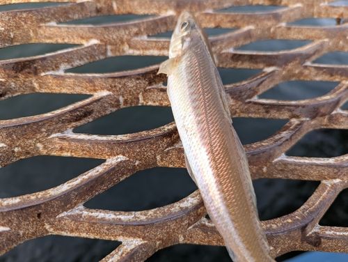 東京湾（アクアライン〜富津）