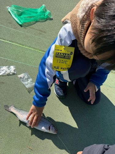 レインボートラウトの釣果