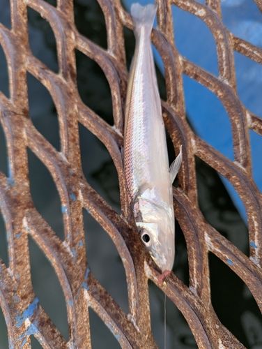 シロギスの釣果