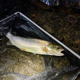 ブラウントラウト