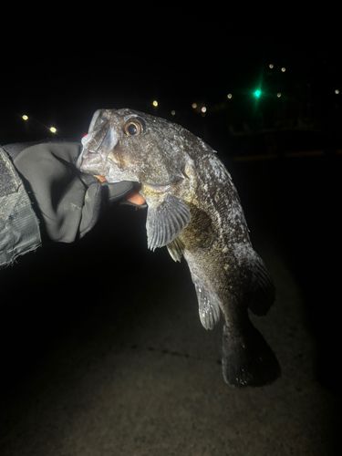 クロソイの釣果