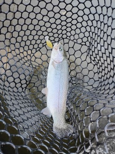 ベリーパーク in FISH ON! 王禅寺