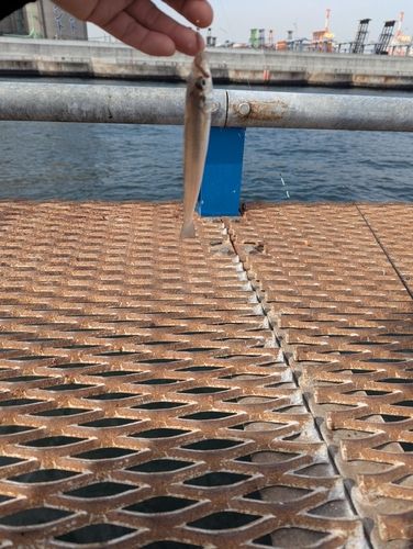 本牧海づり施設