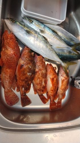 フクラギの釣果