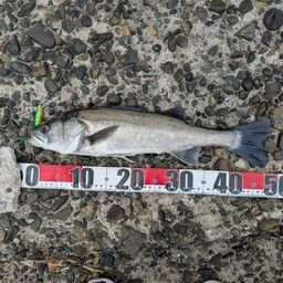 セイゴ（タイリクスズキ）