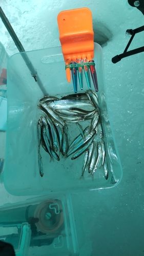 ワカサギの釣果