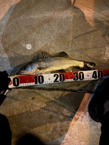 フッコ（マルスズキ）の釣果