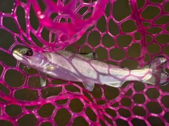 ギンザケの釣果