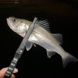 セイゴ（マルスズキ）