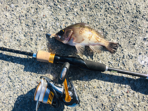 メバルの釣果